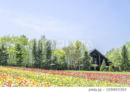チューリップ、カントリーハウス　滝野すずらん丘陵公園　札幌市 109983365