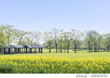 菜の花　百合が原公園　札幌市 109983410