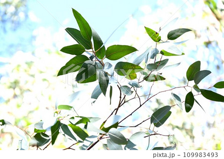 ユーカリ(有加利)の木・コアラの食材 ユーカリ(有加利)の木・コアラの食材 109983493