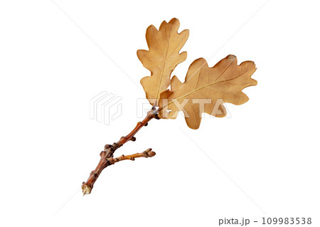 Two dry brown oak leaves branch isolated on white. 109983538