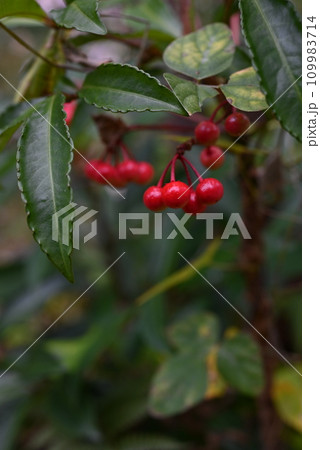 マンリョウ（万両）の実 109983714