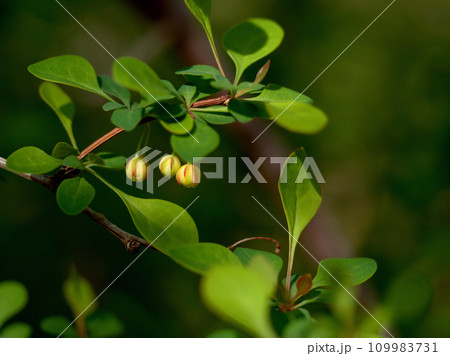 4月に咲いた可愛いメギ(目木)の花 4月に咲いた可愛いメギ(目木)の花 109983731