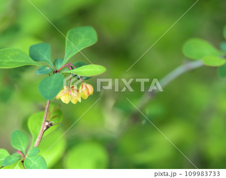 4月に咲いた可愛いメギ(目木)の花 4月に咲いた可愛いメギ(目木)の花 109983733