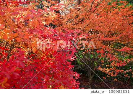 紅葉の風景　多聞院境内　所沢市　 109983851