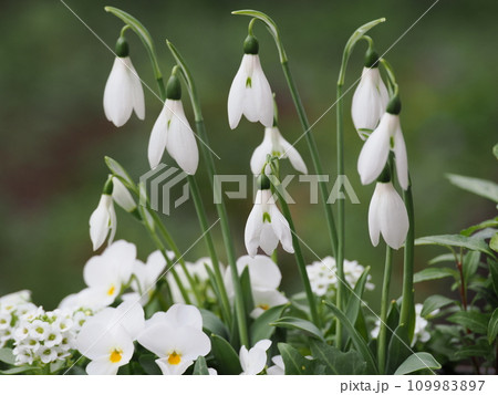 スノードロップとビオラの寄せ植え 109983897