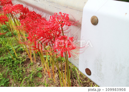 ガードレールの傍に咲く彼岸花 109983908