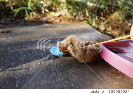 可愛い子猫の初めての猫じゃらし遊び 可愛い子猫の初めての猫じゃらし遊び 109983924