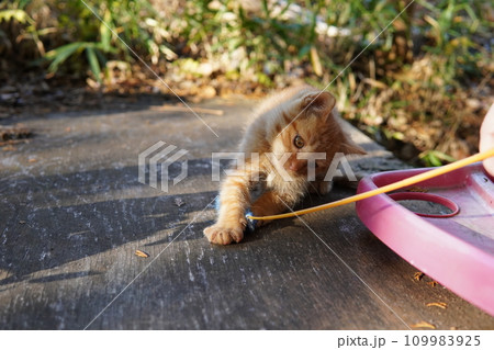 可愛い子猫の初めての猫じゃらし遊び 可愛い子猫の初めての猫じゃらし遊び 109983925