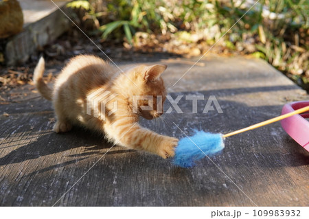 可愛い子猫の初めての猫じゃらし遊び 可愛い子猫の初めての猫じゃらし遊び 109983932