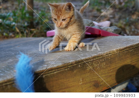 可愛い子猫の初めての猫じゃらし遊び 109983933
