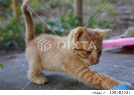 可愛い子猫の初めての猫じゃらし遊び 可愛い子猫の初めての猫じゃらし遊び 109983935