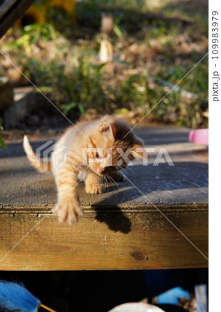 可愛い子猫の初めての猫じゃらし遊び 可愛い子猫の初めての猫じゃらし遊び 109983979