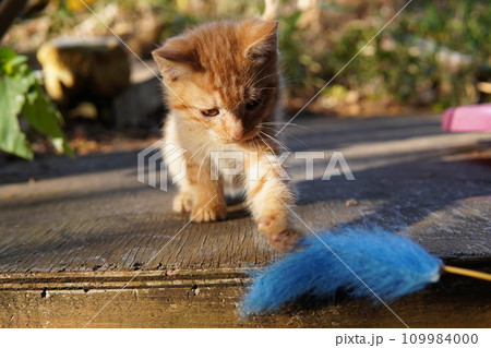 可愛い子猫の初めての猫じゃらし遊び 109984000
