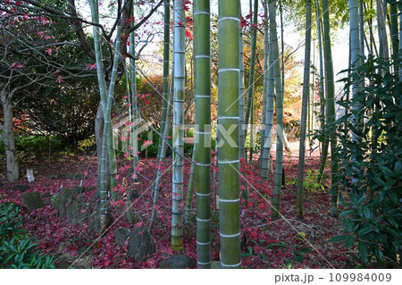 竹林 紅葉の季節 多聞院境内 所沢市 竹林 紅葉の季節 多聞院境内 所沢市 109984009