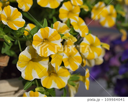黄色いスター咲のペチュニアの花 109984041