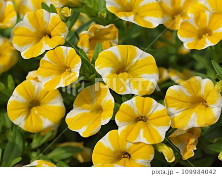 黄色いスター咲のペチュニアの花 黄色いスター咲のペチュニアの花 109984042