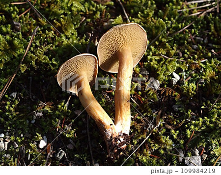 アミタケの標本写真 109984219