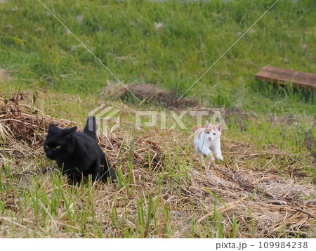 公園で可愛いじゃれ合う猫 公園で可愛いじゃれ合う猫 109984238