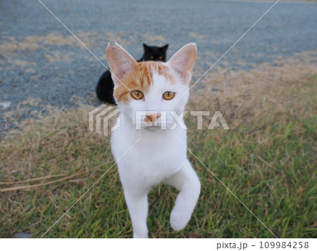 公園で可愛いじゃれ合う猫 109984258