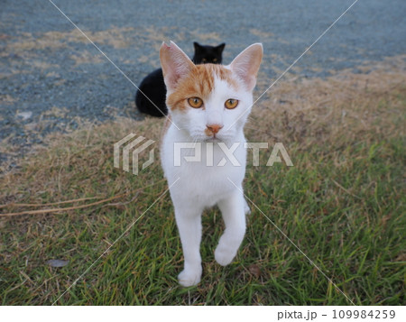 公園で可愛いじゃれ合う猫 109984259