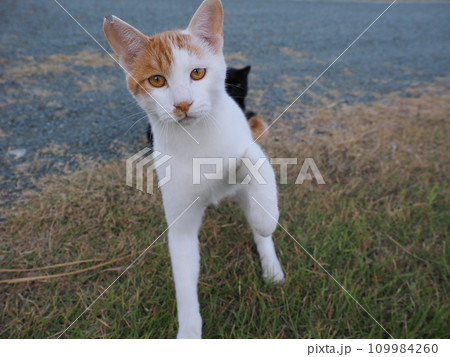 公園で可愛いじゃれ合う猫 109984260