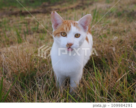 公園で可愛いじゃれ合う猫 109984291