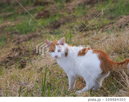 公園で可愛いじゃれ合う猫 公園で可愛いじゃれ合う猫 109984303