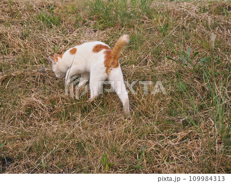 公園で可愛いじゃれ合う猫 109984313