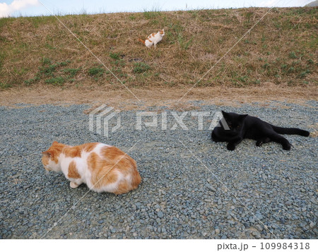 公園で可愛いじゃれ合う猫 109984318