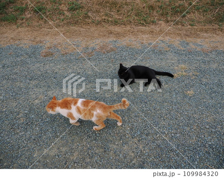 公園で可愛いじゃれ合う猫 公園で可愛いじゃれ合う猫 109984320