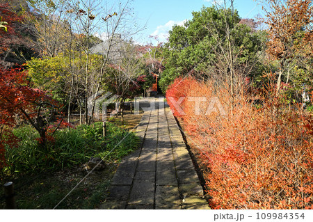 紅葉の風景 多聞院境内 所沢市 紅葉の風景 多聞院境内 所沢市 109984354