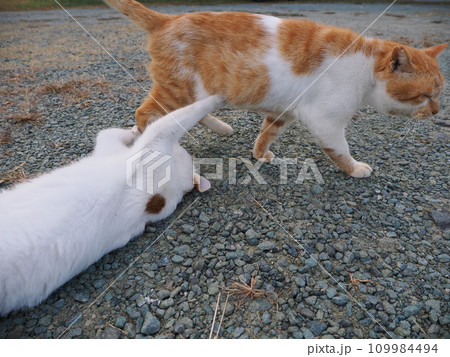 公園のベンチで休む猫 公園のベンチで休む猫 109984494