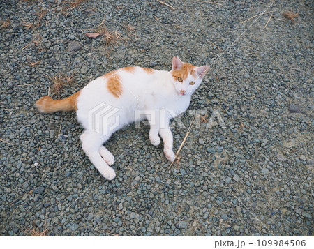公園のベンチで休む猫 公園のベンチで休む猫 109984506