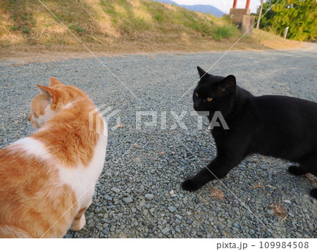 公園のベンチで休む猫 公園のベンチで休む猫 109984508