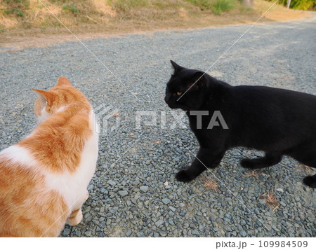 公園のベンチで休む猫 公園のベンチで休む猫 109984509