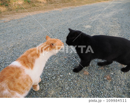 公園のベンチで休む猫 109984511