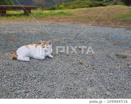 公園のベンチで休む猫 109984516