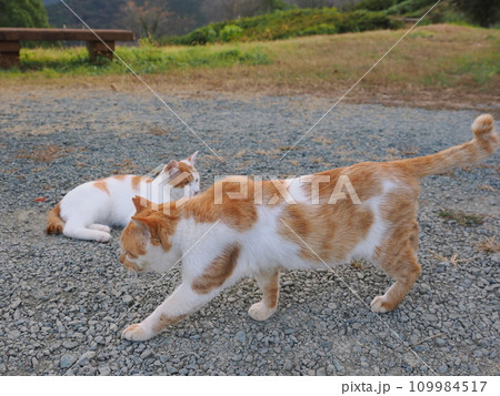 公園のベンチで休む猫 109984517