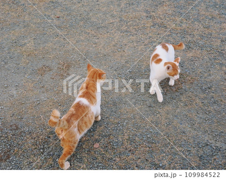 公園のベンチで休む猫 公園のベンチで休む猫 109984522