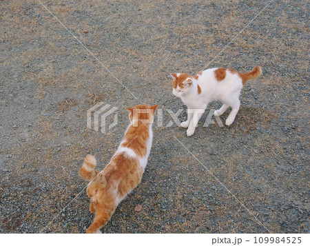 公園のベンチで休む猫 公園のベンチで休む猫 109984525
