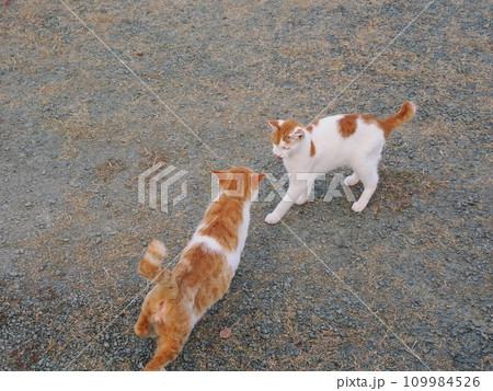公園のベンチで休む猫 109984526