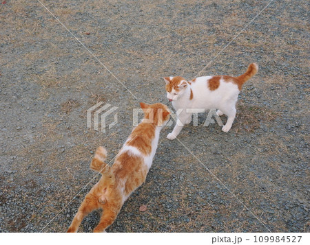 公園のベンチで休む猫 109984527