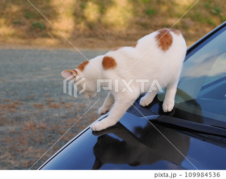 公園のベンチで休む猫 公園のベンチで休む猫 109984536