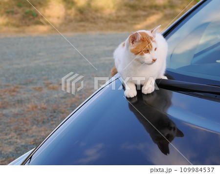 公園のベンチで休む猫 公園のベンチで休む猫 109984537