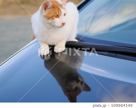公園のベンチで休む猫 109984540