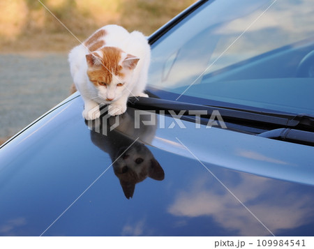 公園のベンチで休む猫 公園のベンチで休む猫 109984541