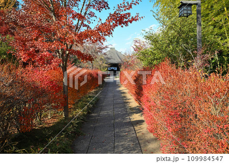 紅葉の風景 多聞院毘沙門堂 所沢市 紅葉の風景 多聞院毘沙門堂 所沢市 109984547