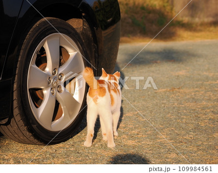公園のベンチで休む猫 109984561