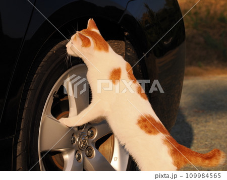 公園のベンチで休む猫 109984565