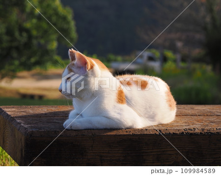 公園のベンチで休む猫 公園のベンチで休む猫 109984589